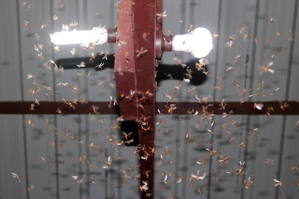 下雨飛蟻滿屋飛？這些應對策略讓你輕鬆解決問題！