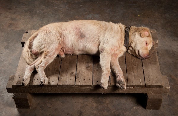 寵物死亡處理怎麼做？為您整理費用、相關服務與祭拜準備