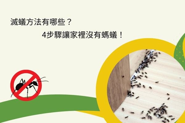 滅蟻方法有哪些？4步驟讓家裡沒有螞蟻！