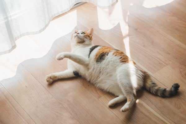 如何挑選適合毛孩的地板？6種寵物地板推薦