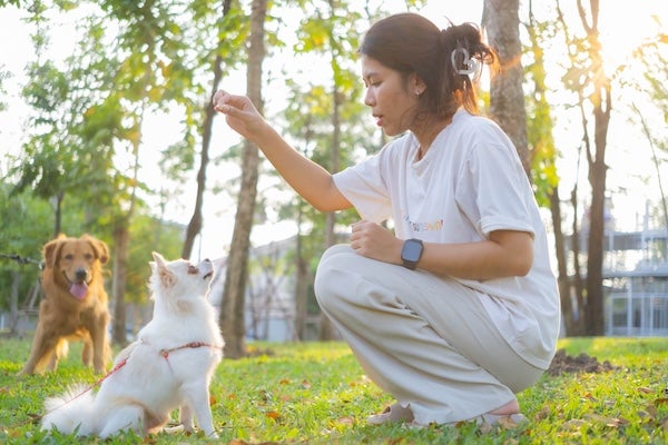 狗狗訓練最佳時機？為您介紹課程內容與訓練秘訣