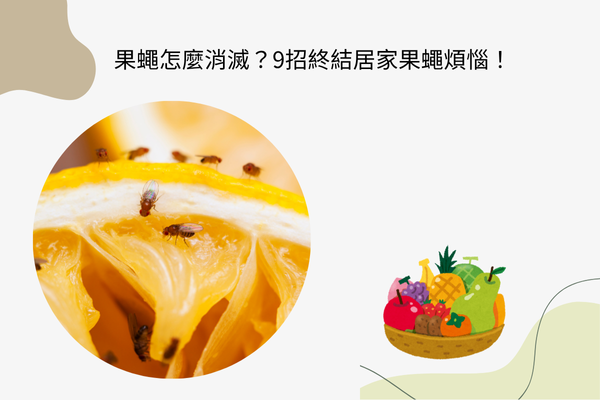 果蠅怎麼消滅？9招終結居家果蠅煩惱！