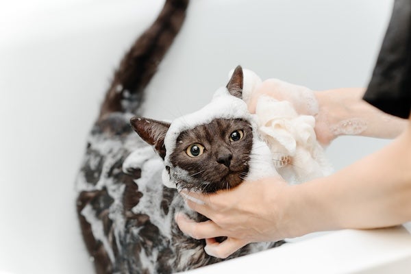 DIY寵物洗澡指南，在家幫狗狗貓咪洗澡流程、技巧分享