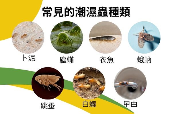常見的潮濕蟲種類