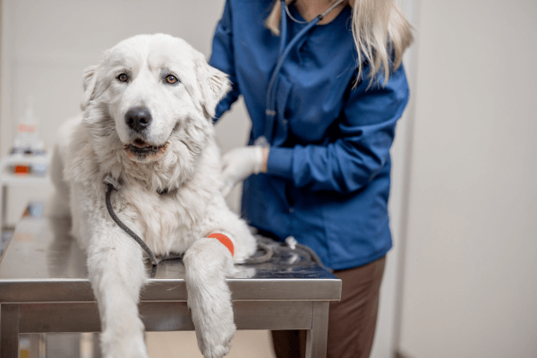 寵物治療項目費用