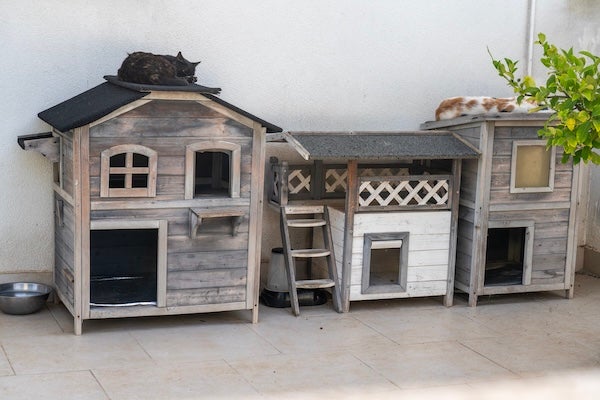 寵物住宿全攻略：比較寵物旅館、寄養與寵物保母到府