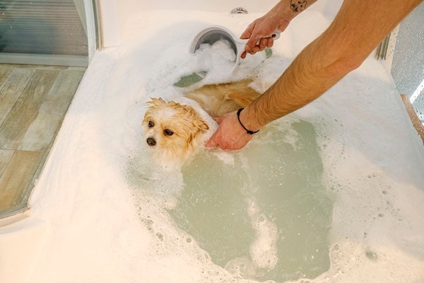 寵物洗澡