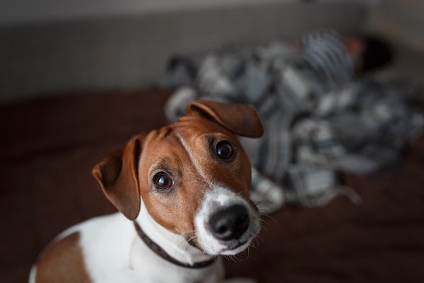 狗狗分離焦慮怎麼辦？為您整理行為訓練與安撫SOP一次看