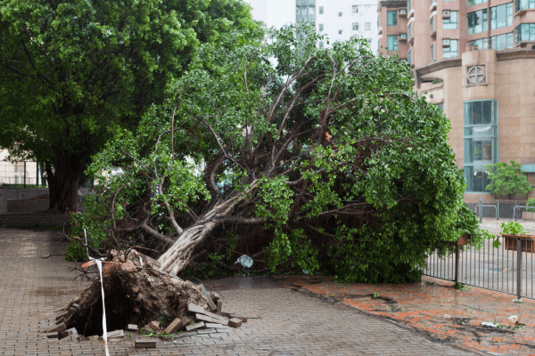 颱風後注意事項