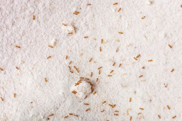 為什麼家中會出現卜泥？