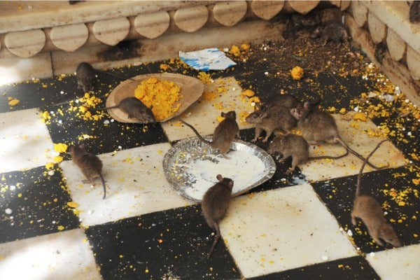 為什麼抓老鼠這麼難？