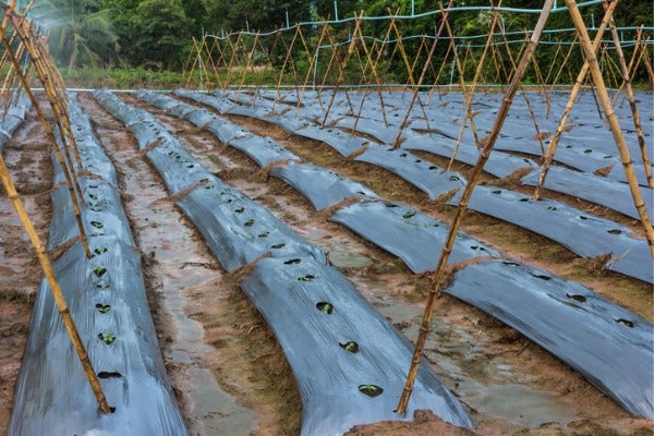雜草抑制蓆（黑色地布）