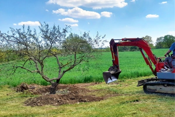 樹木移植費用包含哪些項目？