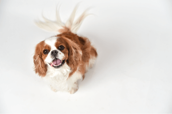 戶外寵物攝影價格