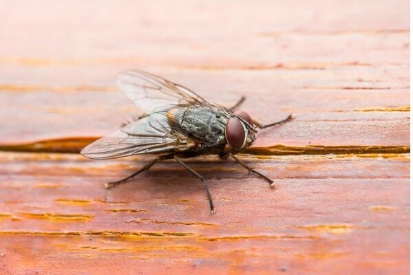 家蠅