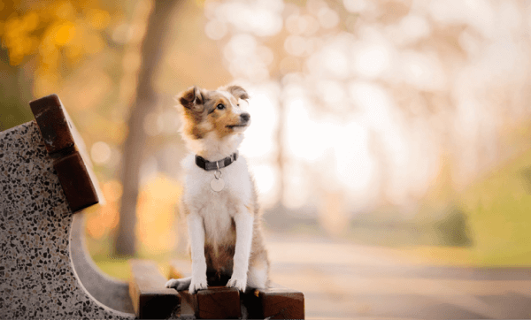 室內寵物影樓價格