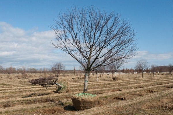 移樹工程有哪些注意事項
