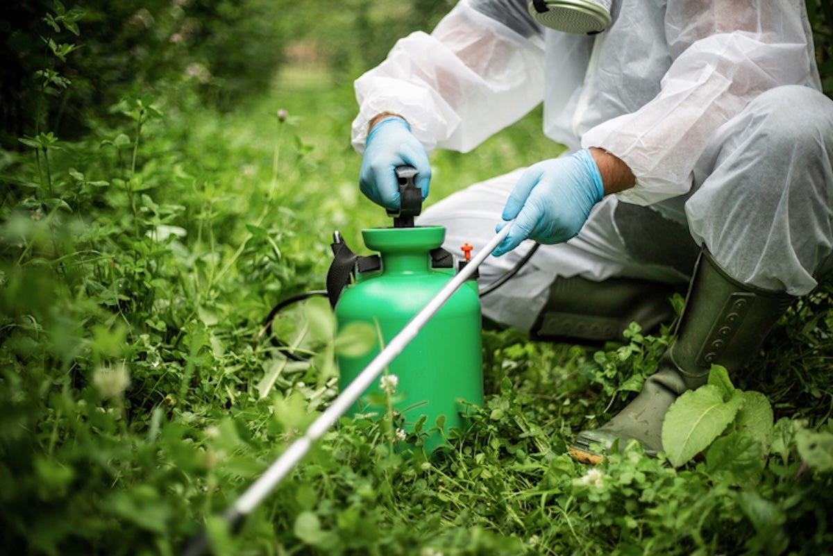 植物病蟲害防治服務的專業服務