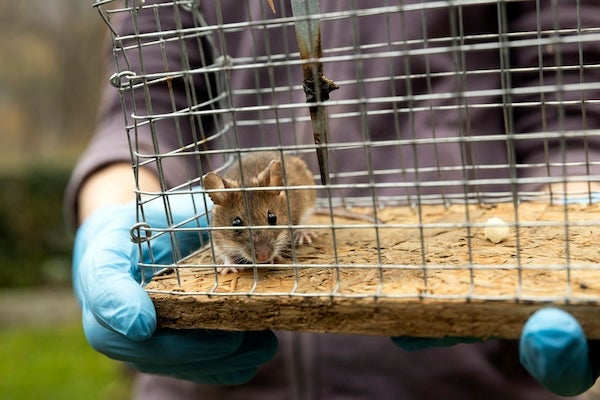 滅鼠公司的服務範圍包含哪些內容？