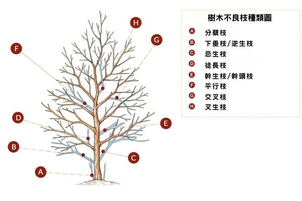 樹木不良枝種類圖