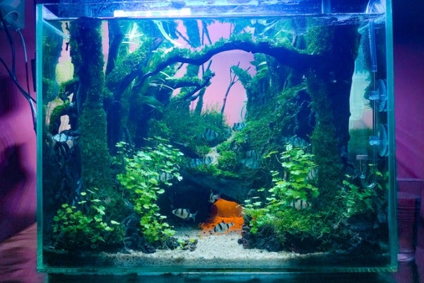 小魚缸造景1