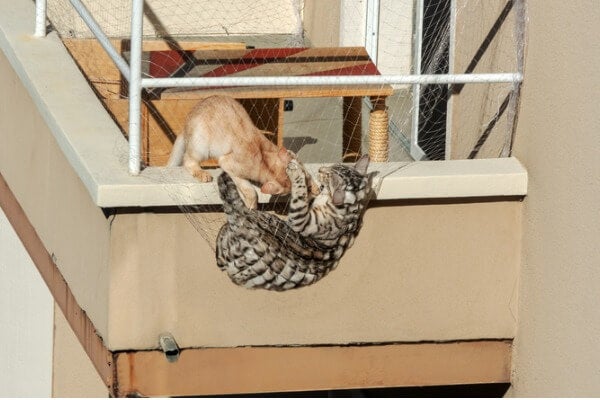 不適合的貓咪防護網