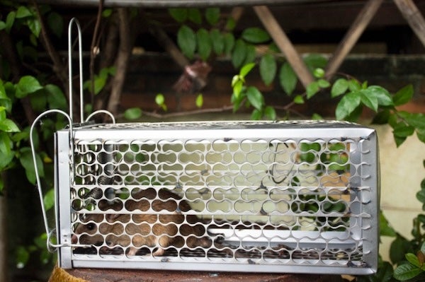 一次性滅鼠費用