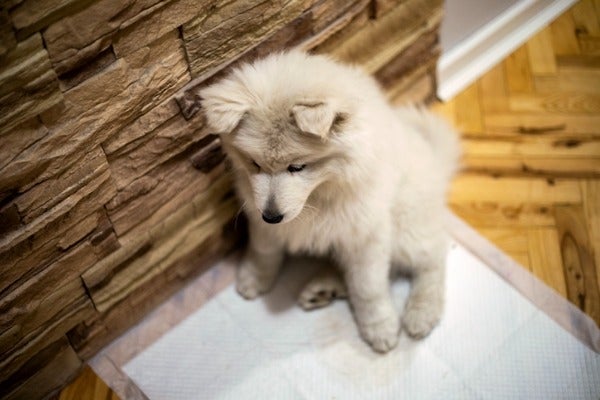 使用尿墊的狗狗