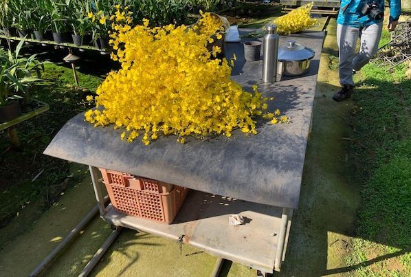 蘭花溫室田間輸送軌道系統