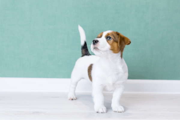 關於Pet Photography的常見問題