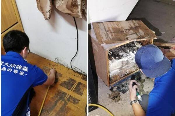 高雄大欣除蟲公司施作案例