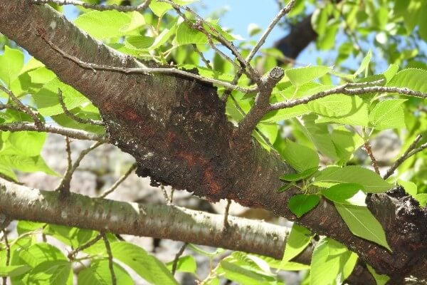如果樹木出現病蟲害，需要即時鋸除病灶以維護樹木健康