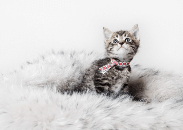 影響寵物攝影套餐價錢的因素