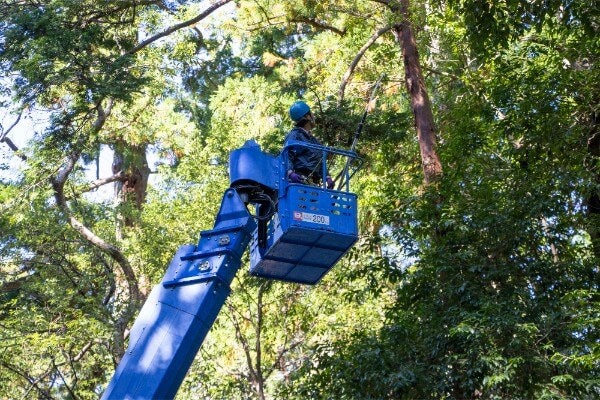 ▲委託吊車鋸樹需要額外支付吊車費用