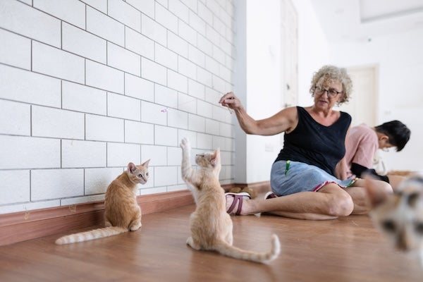 貓咪訓練師費用