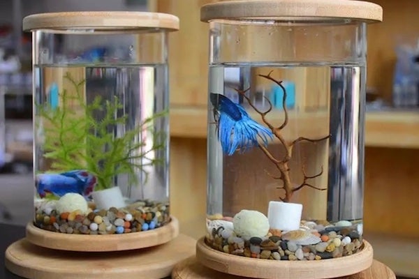 迷你魚缸造景2