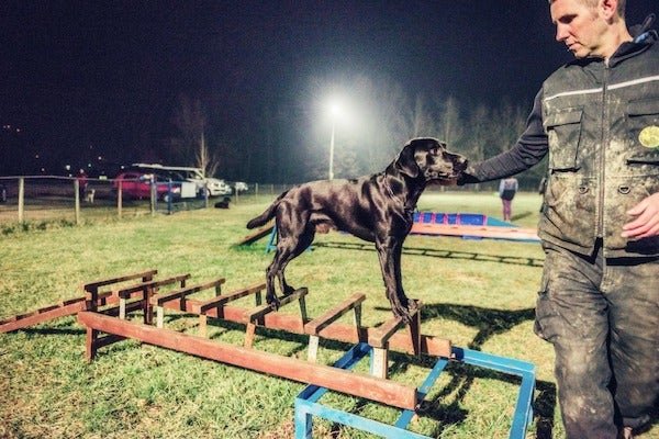 寵物訓練課程價錢&nbsp;