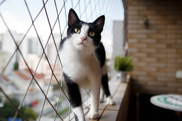 防貓墜樓的防護網