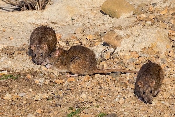 香港常見的老鼠問題有哪些？
