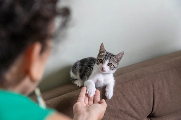 貓咪訓練師費用