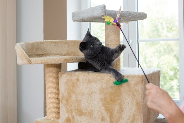 貓咪訓練師費用