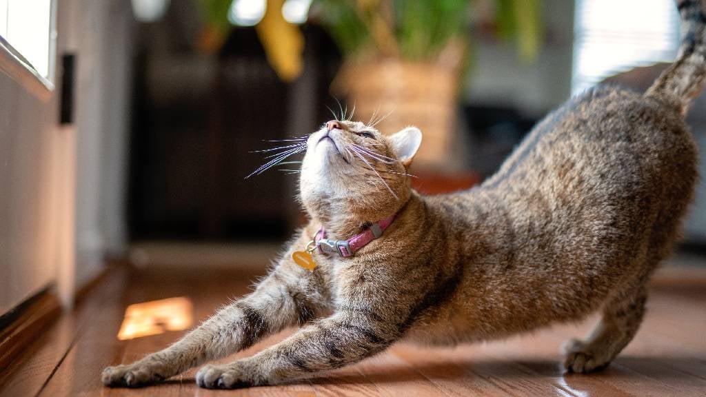 Happy indoor tabby cat wearing a collar does a big stretch