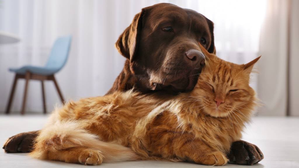 Chocolate coloured Labrador Retriever cuddles with an orange Maine Coon cat