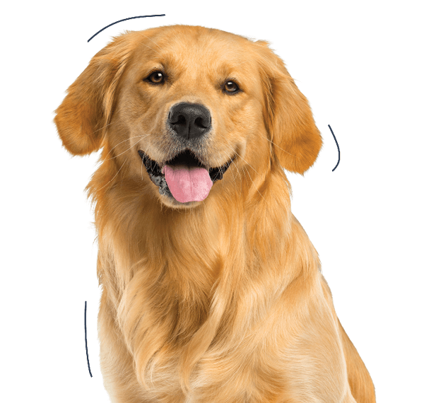 pet-insurance-australia-get-a-quote-online