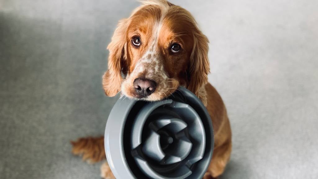 A cute dog holds his food dish in his mouth and looks up with big eyes