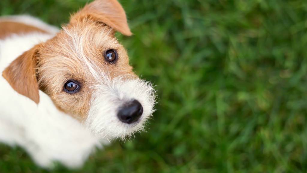 A white and light brown Jack Russell Terrier with floppy ears sits on the lawn