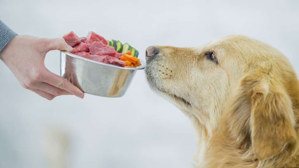 Golden Retriever sniffing food from bowl