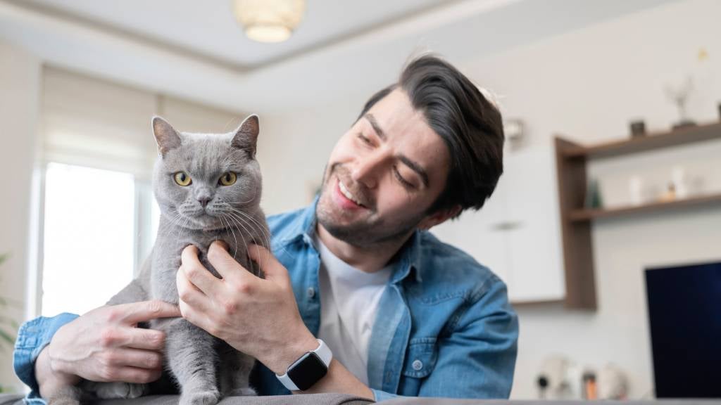 A smiling cat dad gives his British Shorthair cat comforting rubs on the sofa