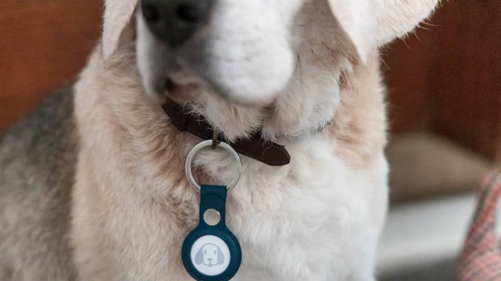 A dog wearing a collar sits near his bed