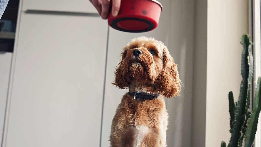 A woman holds a food bowl with dog food and their medicine in front of her pet